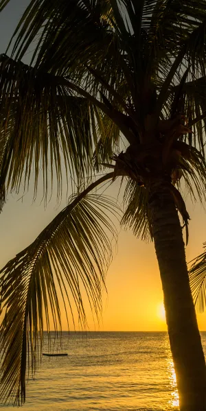 Beach Sunset Florida Palm Tree